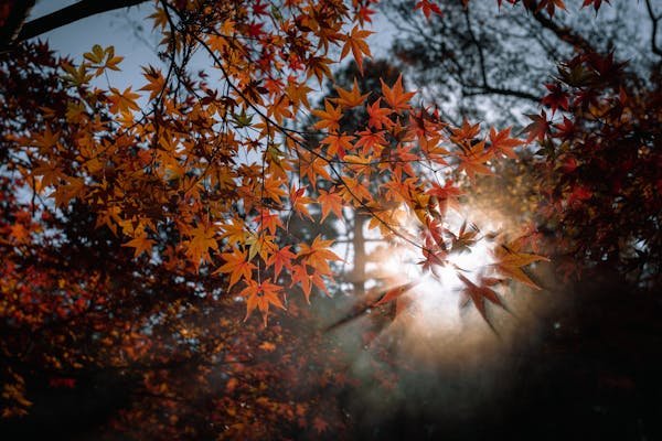 Experiencing the Land of the Rising Sun: A Women-Only Journey Through Japan