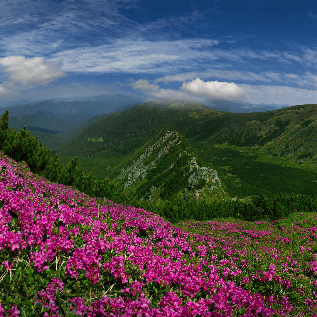 Valley of Flowers Exploration