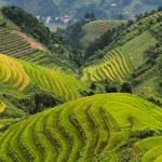 Fly to Hanoi & transfer to Sapa