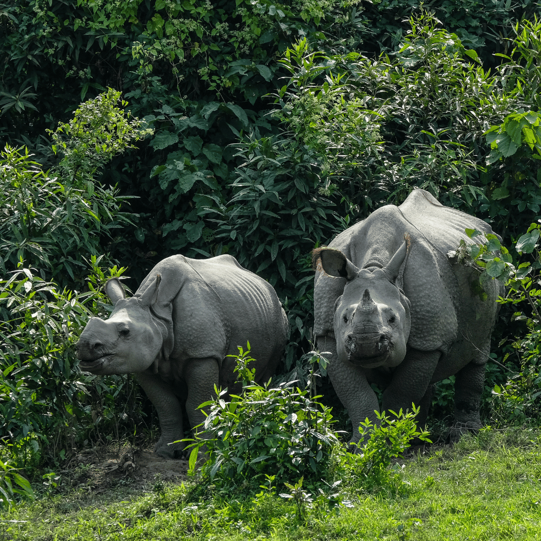 Guwahati – Kaziranga (220 KMS / 5 HRS)