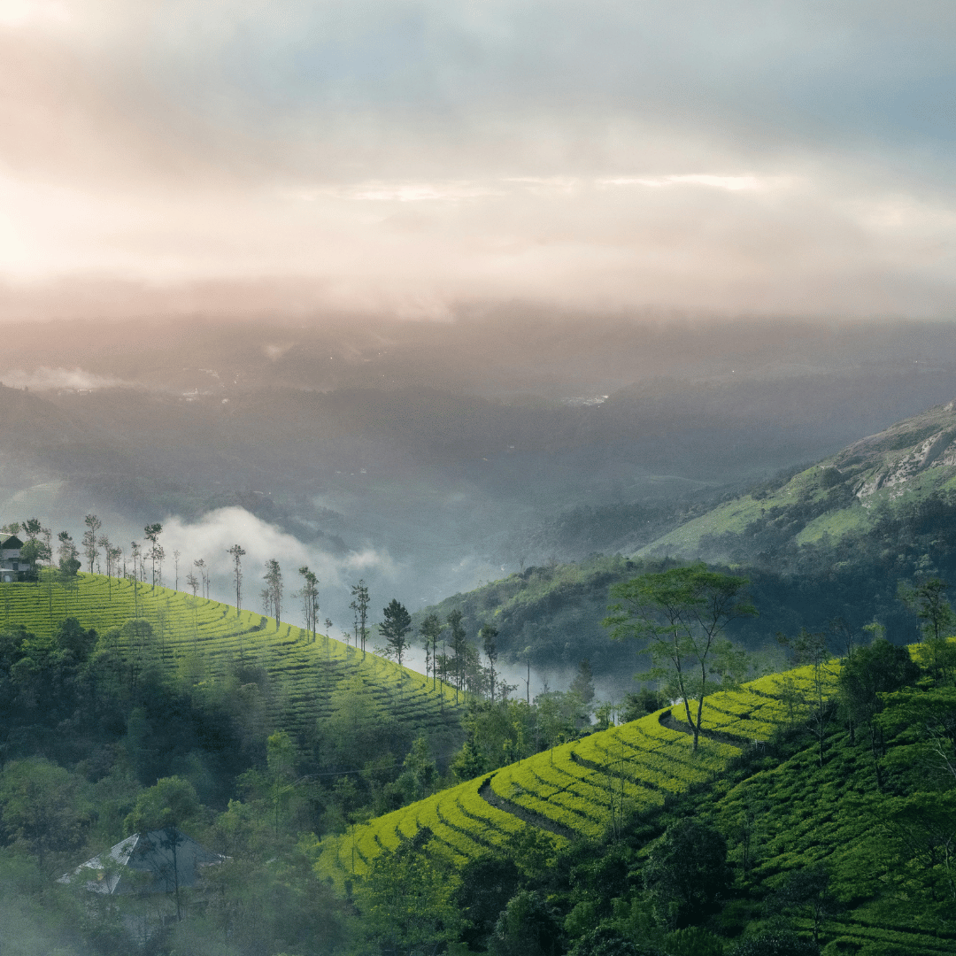 Kochi to Munnar
